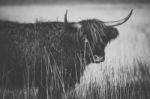 Highland Cow On The Farm Stock Photo