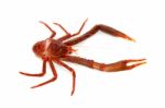 Langoustine Stock Photo