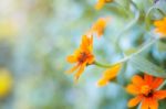 Calendula With The Beauty Stock Photo