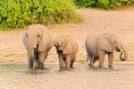 Elephants At The Bank Of Chobe River In Botswana Stock Photo