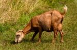 Billy Goat Stock Photo