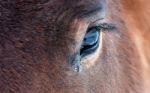 Horse Eye Stock Photo