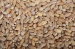 Organic Wheat Grains Stock Photo