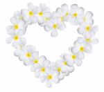 Plumeria Flowers Heart Stock Photo