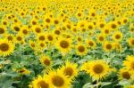 Sunflower Field Stock Photo