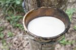 Milky Latex Rubber Tree In Bowl Stock Photo