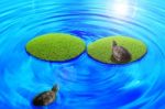 Turtle Stock Photo