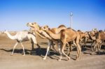 Herd Of Camels In Sudan Stock Photo