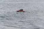 Dog Swimming With A Life Jacket Stock Photo