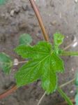 Fresh Vegetable Plant Leaf Stock Photo