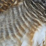 Asian Barred Owlet Feathers Stock Photo