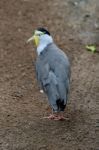 Fuengirola, Andalucia/spain - July 4 : Masked Lapwing (vanellus Stock Photo