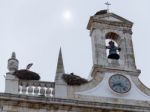 Faro, Southern Algarve/portugal - March 7 : Storks  At Faro In P Stock Photo