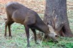 Portrait Of Deer Stock Photo