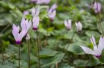 The Cyclamen Blooming In Israel	 Stock Photo