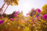 The Flowers In The Royal Agricultural Station Inthanon Stock Photo