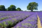 People Enjoying A Lavender Field In Banstead Surrey Stock Photo