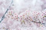 Cherry Blossom With Soft Focus, Sakura Season In Korea,background Stock Photo