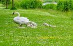 Swan Family Stock Photo