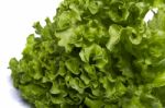 Green Lettuce Stock Photo