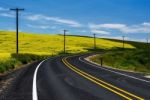 Road And Canola Flowers Stock Photo