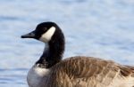 Beautiful Canada Goose Close-up Stock Photo