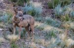 The Iberian Wolf Stock Photo