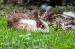 White Brown Rabbit In Grass Field Stock Photo