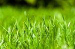 Green Grass Stock Photo