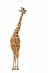 Giraffe Stock Photo