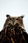 Rock Eagle-owl Stock Photo