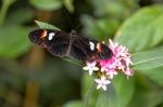 Postman Butterfly (heliconius Melpomene) Stock Photo