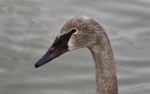 Isolated Photo Of A Trumpeter Swan Swimming Stock Photo