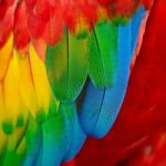 Scarlet Macaw Feathers Stock Photo