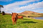 Highland Angus Cow Stock Photo