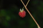 Raspberry Stock Photo