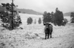 Country Cow  Stock Photo