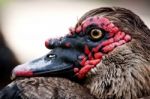 Head Of A Duck Stock Photo