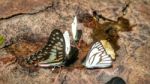 Beautiful Butterfly Crown In Thailand National Park Stock Photo