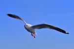 Gull, Seagull Stock Photo