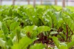 Beet Planting In The Organic Garden Greenhouse Stock Photo