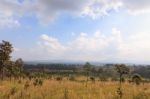 Savanna Forest With Sky Stock Photo