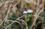 Common Blue Butterfly (zizina Otis Labradus) Stock Photo