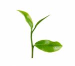 Green Tea Leaf Isolated On White Background Stock Photo