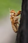 Cicada Shell On Tree Stock Photo