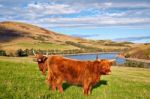 Highland Angus Cow Stock Photo