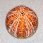 Shell Of Sea Urchin Or Urchin Stock Photo