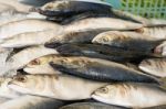 Fresh Mackerel Fish On Ice At The Market Stock Photo