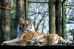 Siberian Tiger (panthera Tigris Altaica) Stock Photo