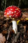 Red Toadstool Stock Photo